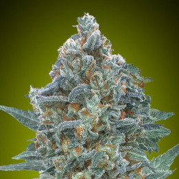 Auto Critical Lemon CBD Advanced Seeds