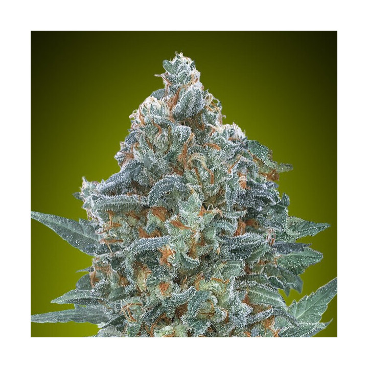 Auto Critical Lemon CBD Advanced Seeds