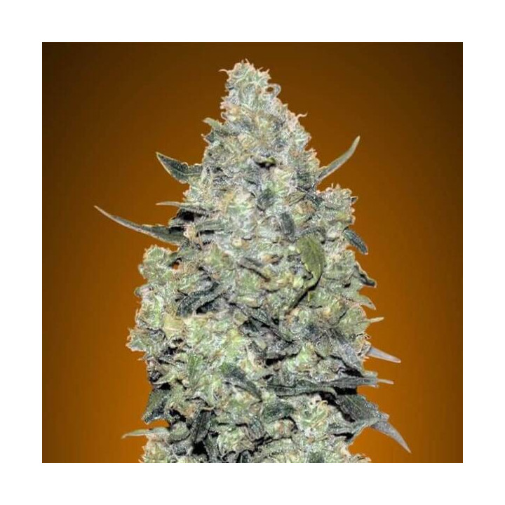 Auto Critical Mass Advanced Seeds