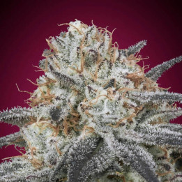 Auto Slurricane Advanced Seeds