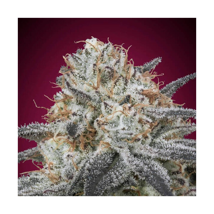 Auto Slurricane Advanced Seeds
