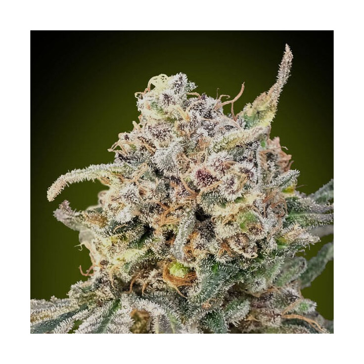Auto Somango Glue Advanced Seeds
