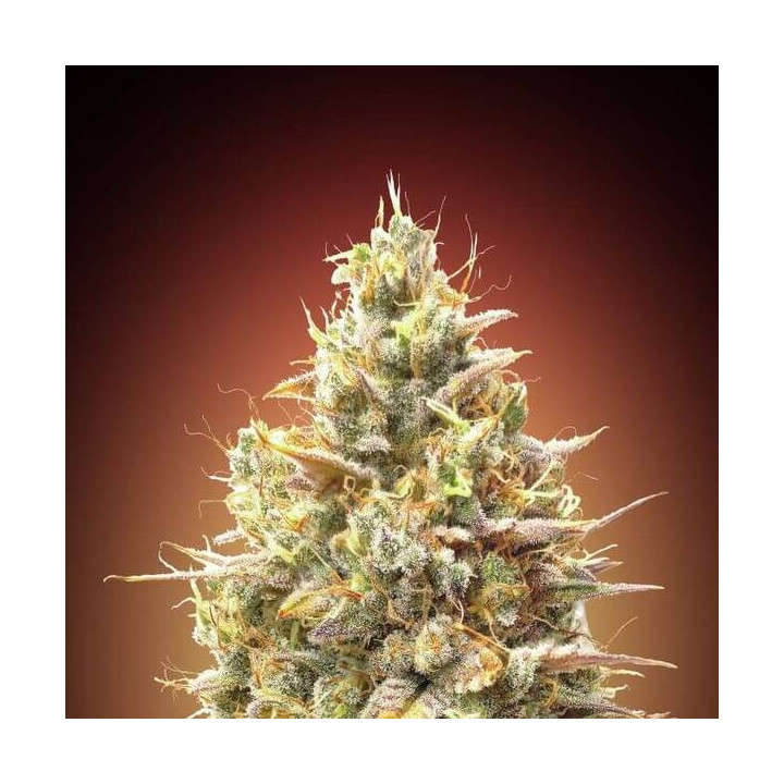 Auto Strawberry Banana Advanced Seeds