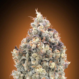 Auto Watermelon OG Advanced Seeds