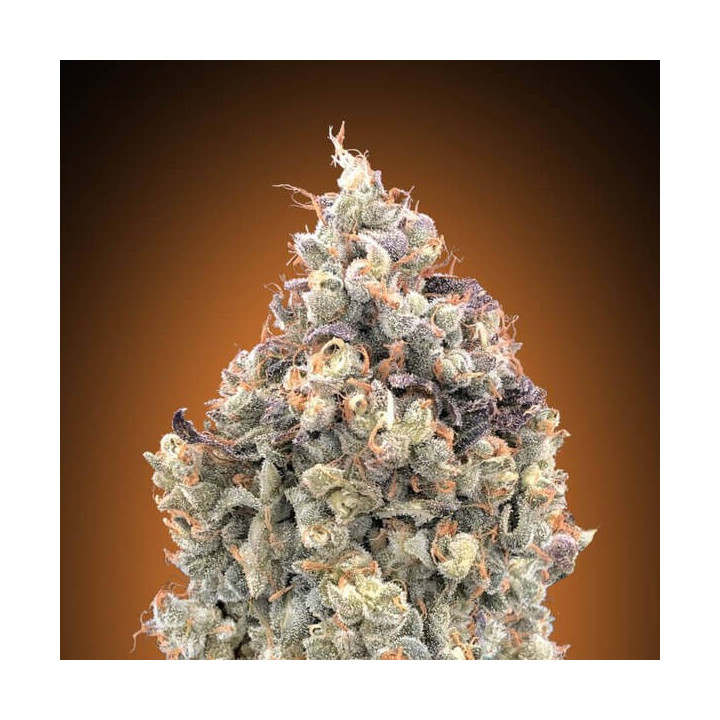 Auto Watermelon OG Advanced Seeds