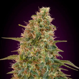 Auto Zkittlez Advanced Seeds