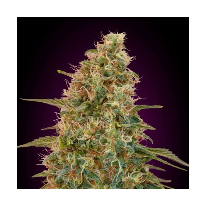 Auto Zkittlez Advanced Seeds