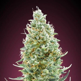 Amnesia Fast Advanced Seeds