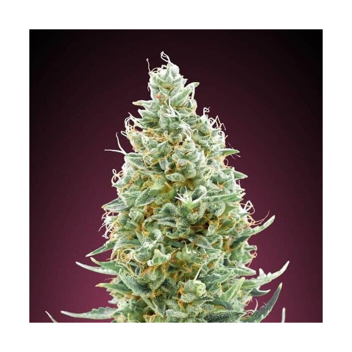 Amnesia Fast Advanced Seeds