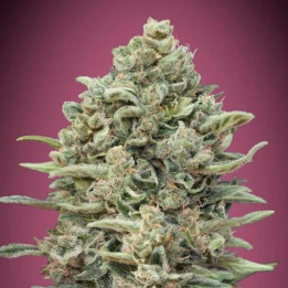 Gelato 33 Fast Advanced Seeds