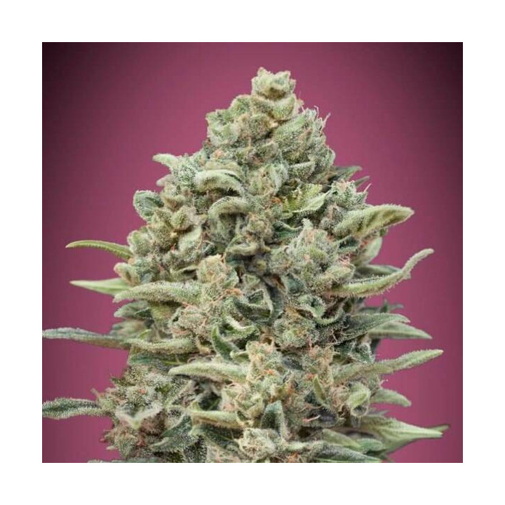 Gelato 33 Fast Advanced Seeds