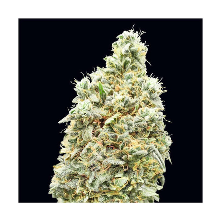 Strawberry Banana Fast Advanced Seeds