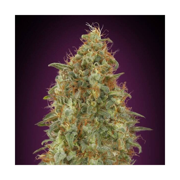 Zkittlez Fast Advanced Seeds