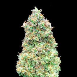 Critical Mass Fast Advanced Seeds