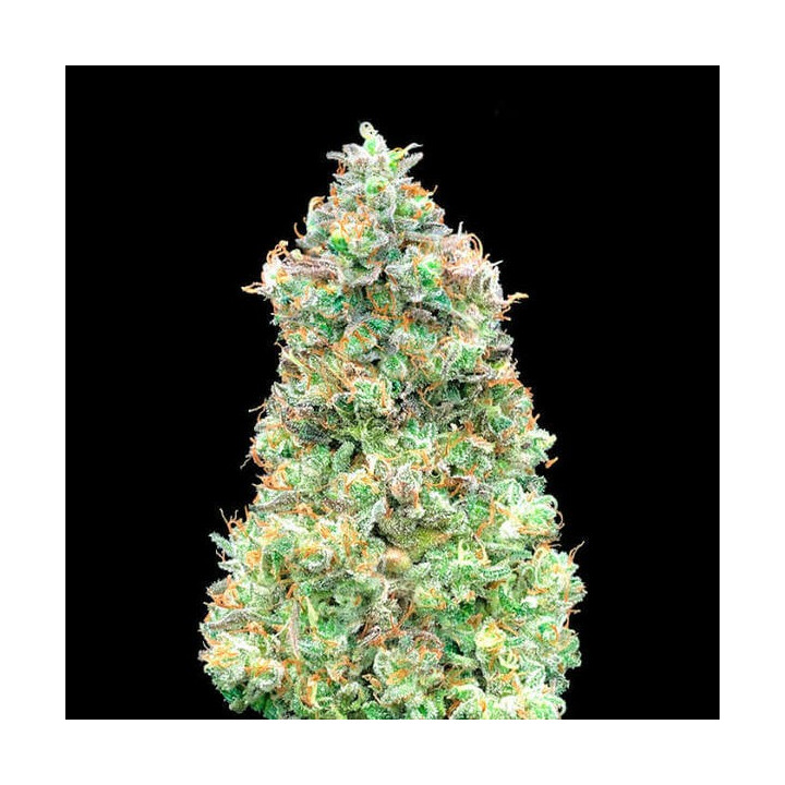 Critical Mass Fast Advanced Seeds