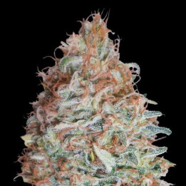 Banana Cookies Advanced Seeds