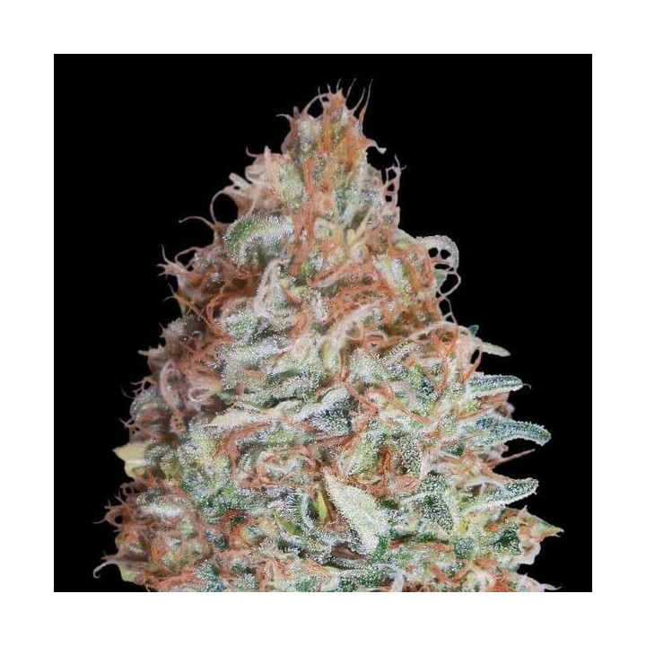 Banana Cookies Advanced Seeds