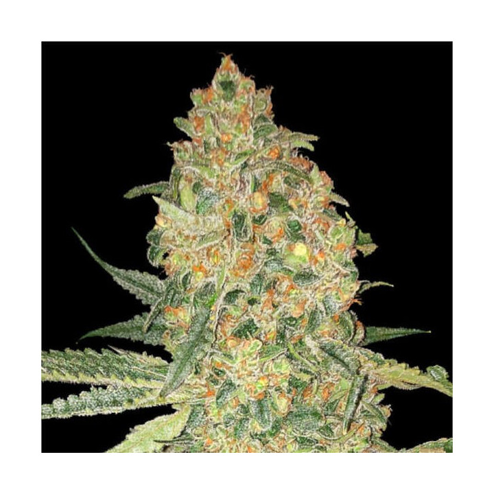 Bruce Banner Advanced Seeds