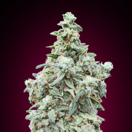 Cherry Pie Advanced Seeds