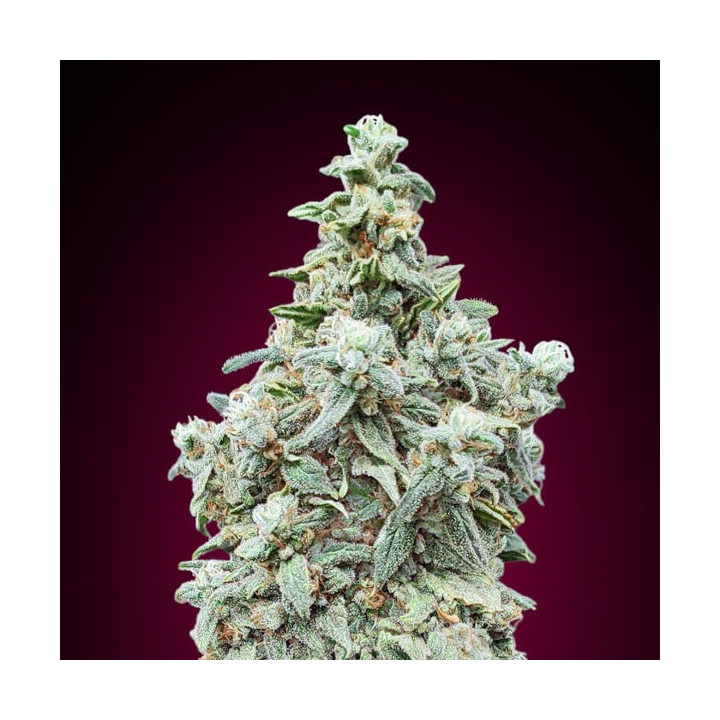 Cherry Pie Advanced Seeds