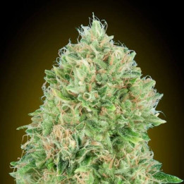 Pineapple Glue Advanced Seeds