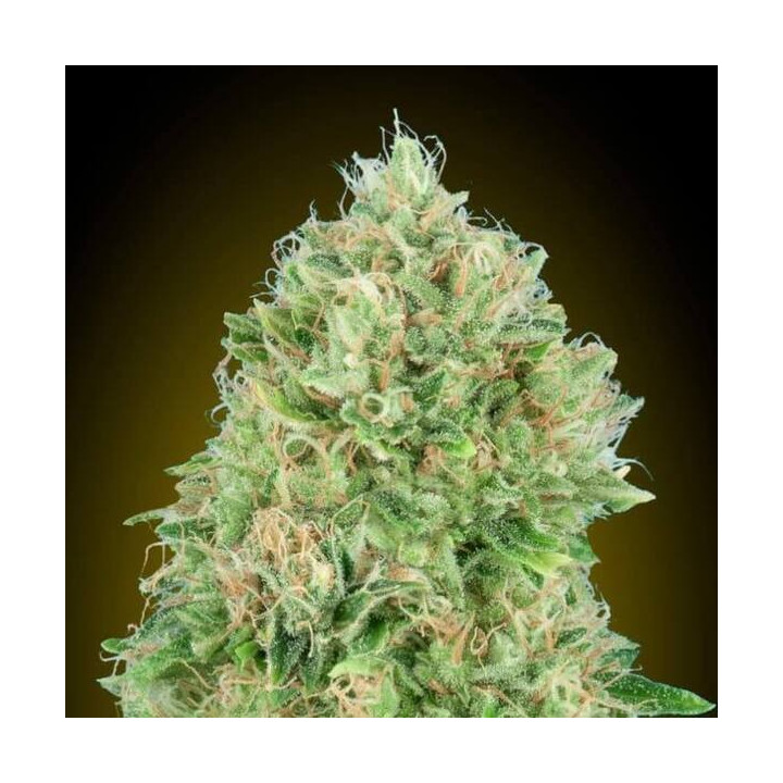 Pineapple Glue Advanced Seeds