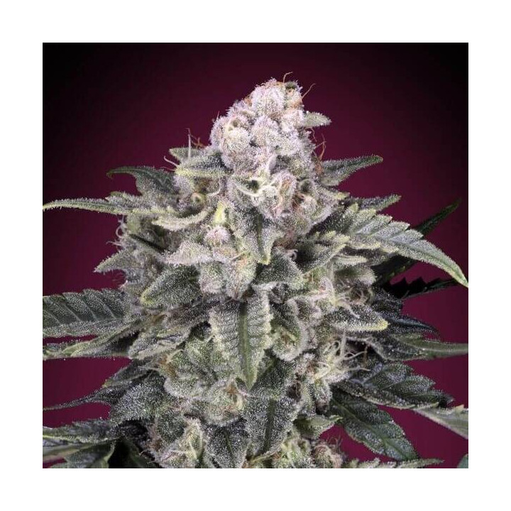 Slurricane Advanced Seeds