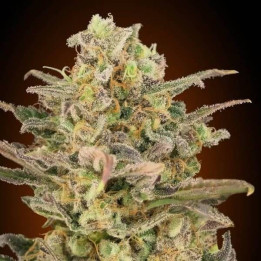 Somango Glue Advanced Seeds