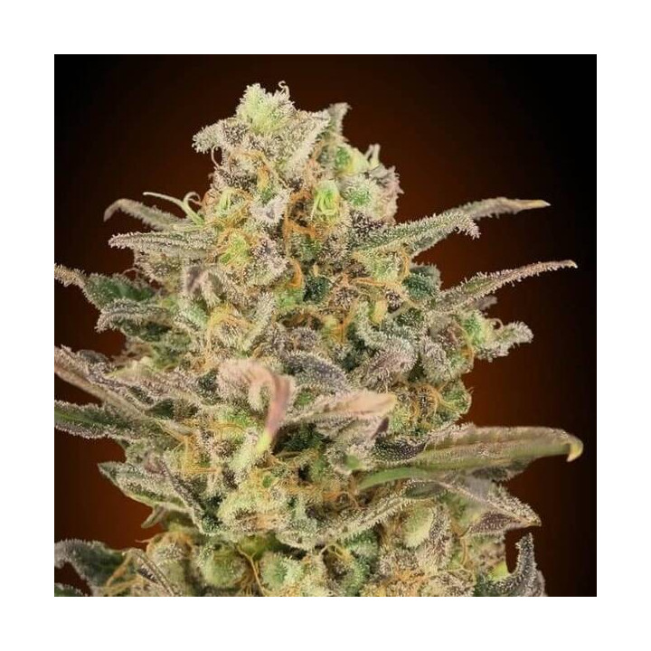 Somango Glue Advanced Seeds