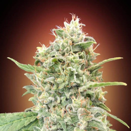 Strawberry Banana Advanced Seeds