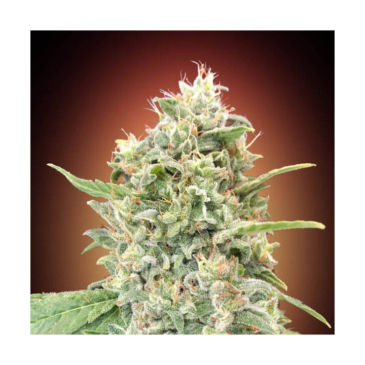 Strawberry Banana Advanced Seeds
