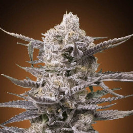 Watermelon Og Advanced Seeds