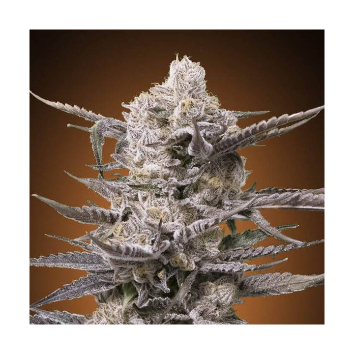 Watermelon Og Advanced Seeds