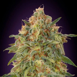 Marihuana Zkittlez