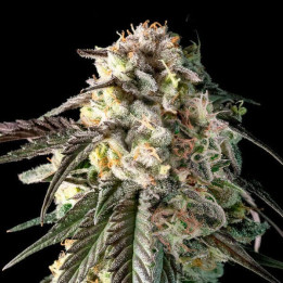 Fire DOG Advanced Seeds