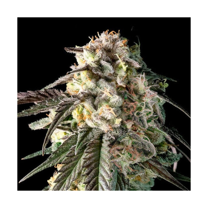 Fire DOG Advanced Seeds