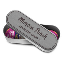 Mimosa Punch Advanced Seeds
