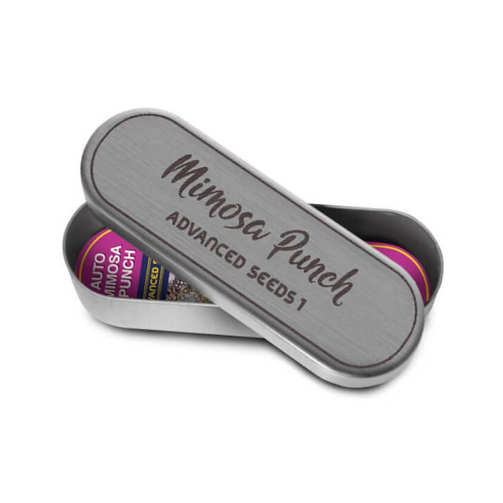 Mimosa Punch Advanced Seeds