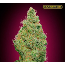 Strawberry Gum CBD Advanced Seeds