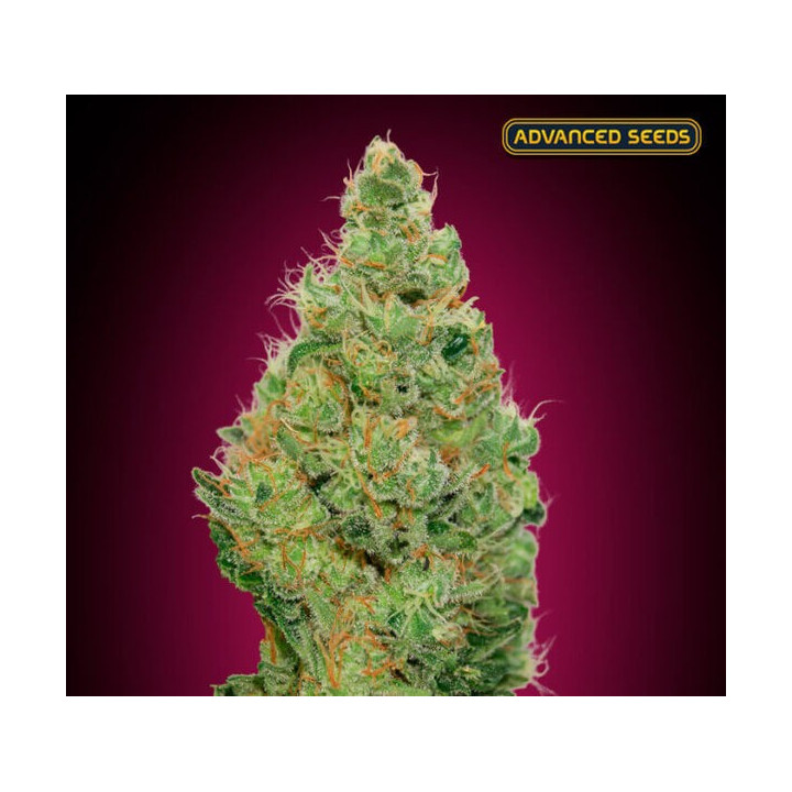 Strawberry Gum CBD Advanced Seeds
