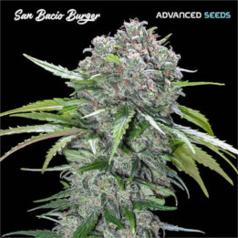 San Bacio Burger Advanced Seeds
