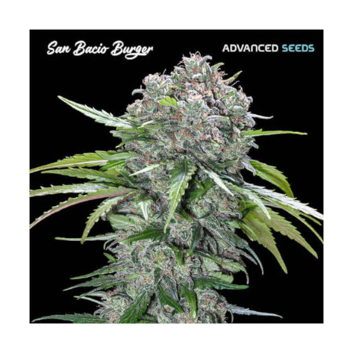San Bacio Burger Advanced Seeds