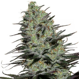 Morpheus (Buddha Seeds)