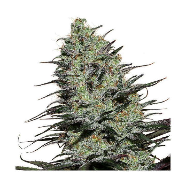 Morpheus (Buddha Seeds)