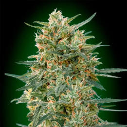 Gorilla Fast Version (00 Seeds)