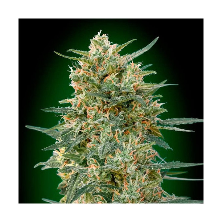 Gorilla Fast Version (00 Seeds)