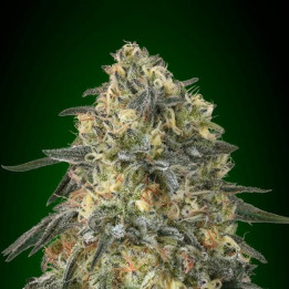 Gorilla (00 Seeds)