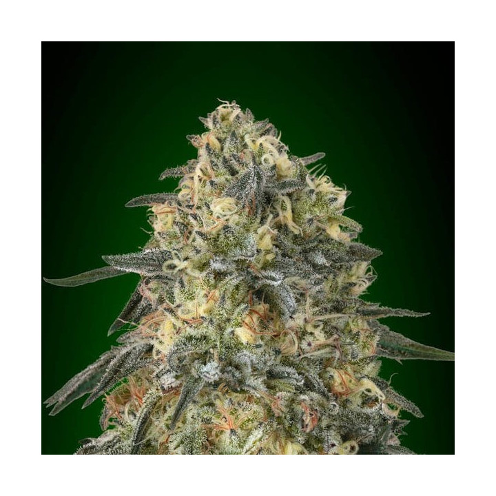 Gorilla (00 Seeds)