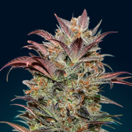 Auto Chocolate Cream (00 Seeds)