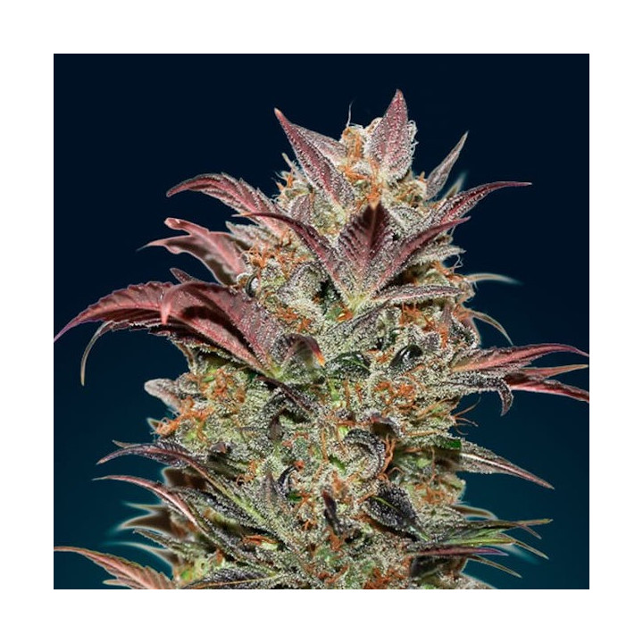 Auto Chocolate Cream (00 Seeds)